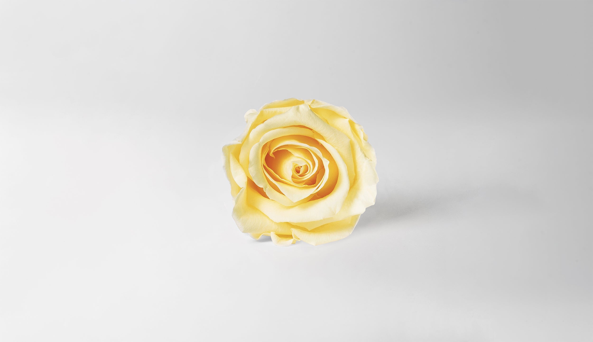 YELLOWS & CHAMPAGNES