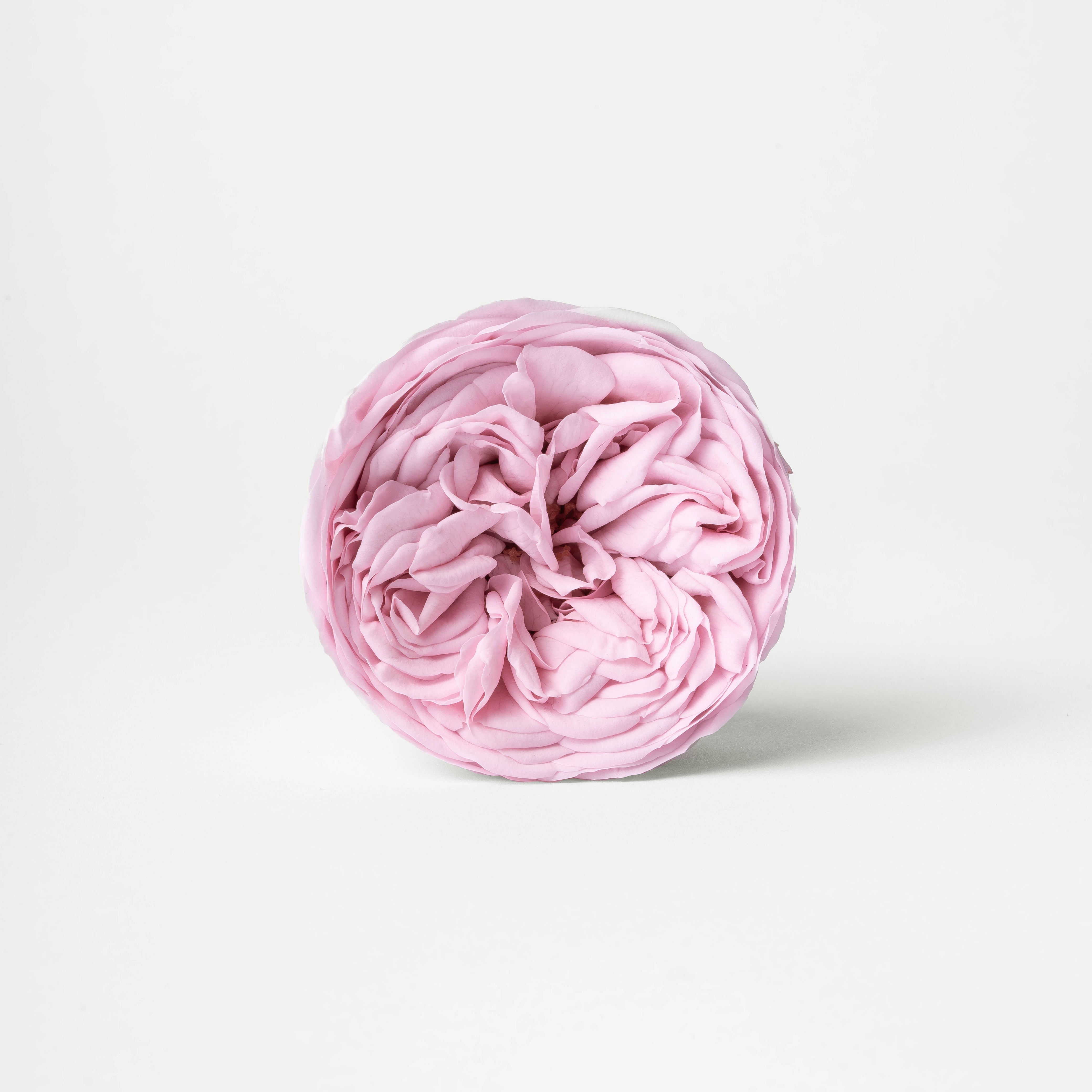 PINKS & BLUSHES