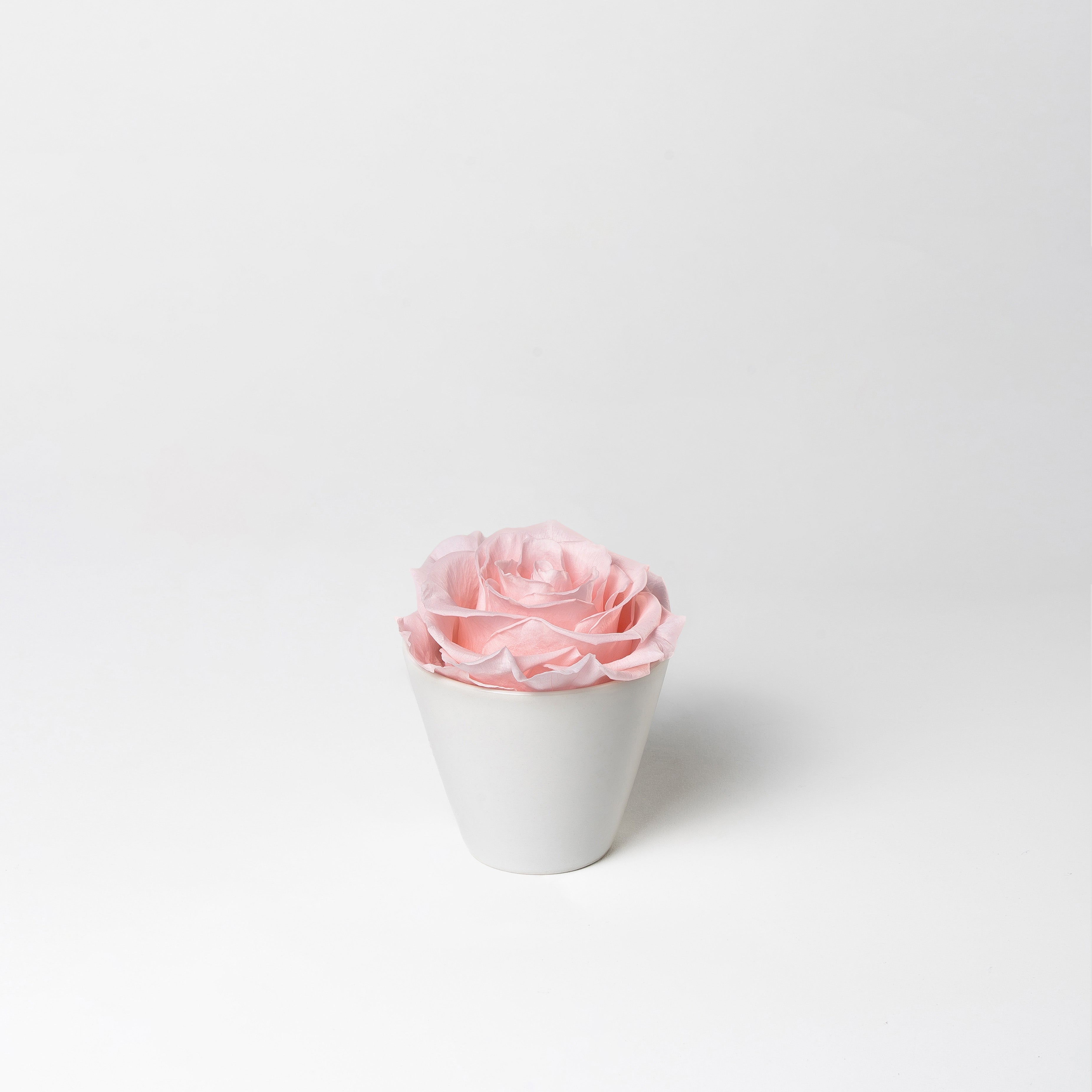 blush